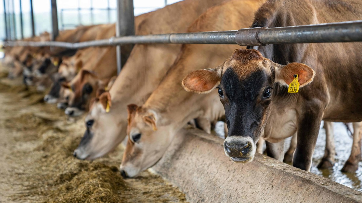 Why is it important to measure the metabolic profile in ruminants?