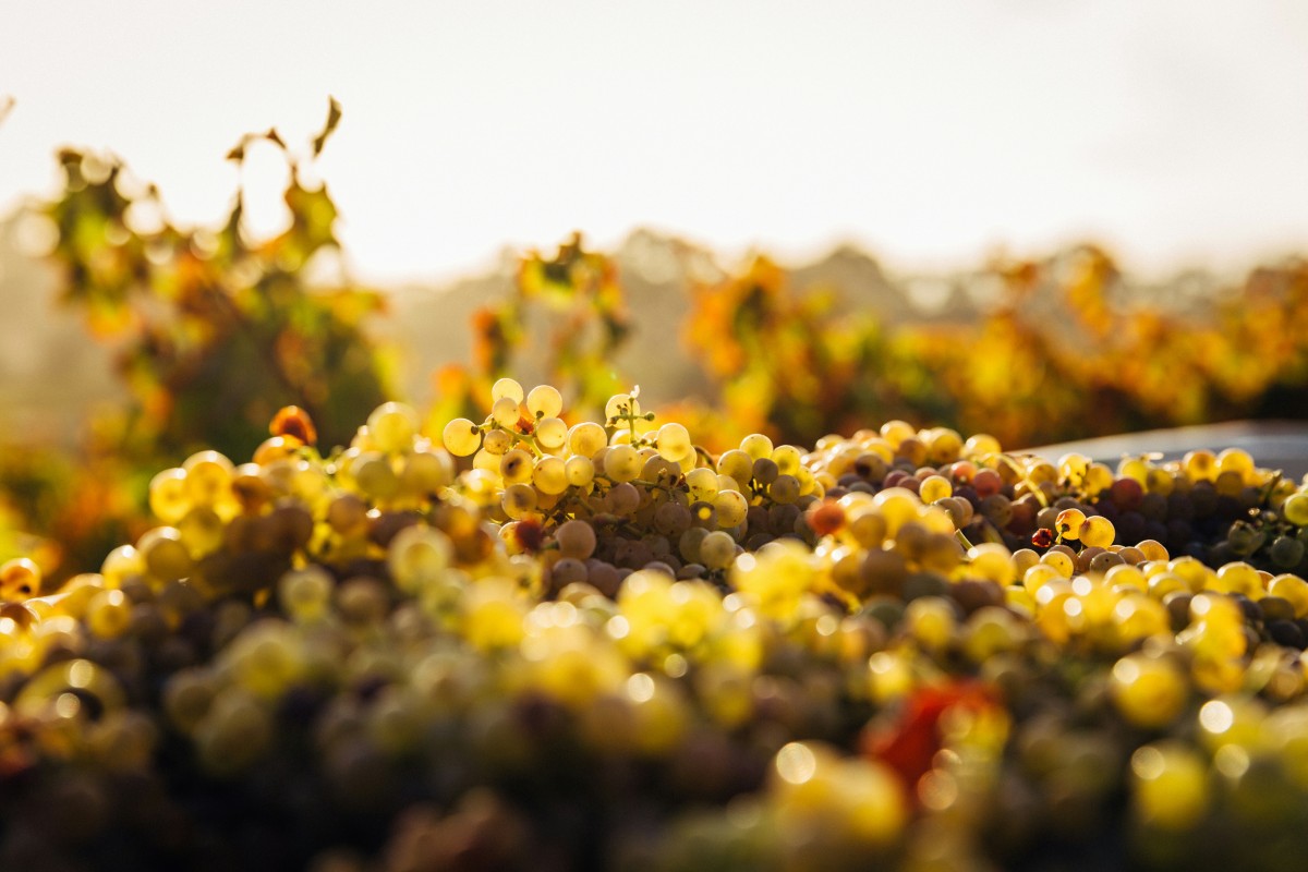 Why catechins matter more than most winemakers think